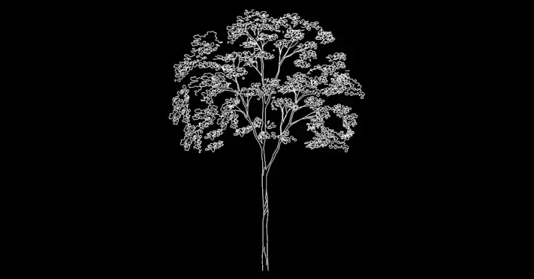 Télécharger un bloc gratuit d’arbre élancé en élévation DWG