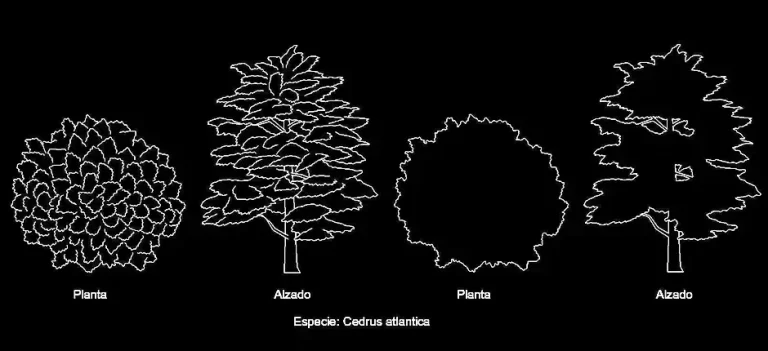 Télécharger des blocs gratuits d’arbres Cedrus Atlantica en plan et en élévation DWG